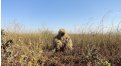 Маскировочный халат Taganrog Друид – купить по цене 3500 руб. в интернет-магазине в городе Челябинск картинка 17